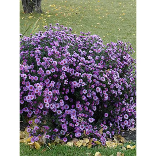 Mirigyes őszirózsa - Aster novae-angliae 'Purple Dome'