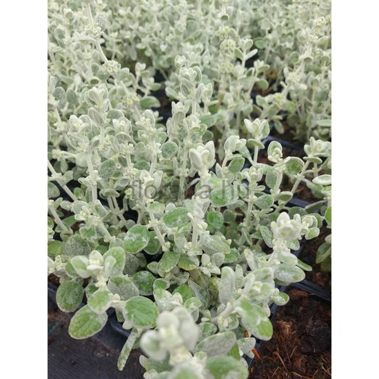 Görög peszterce - Ballota pseudodictamnus