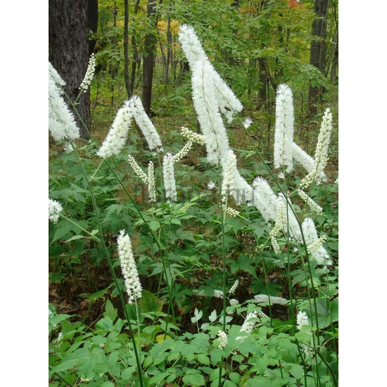 Fürtös poloskavész - Cimicifuga simplex 'White Pearl'
