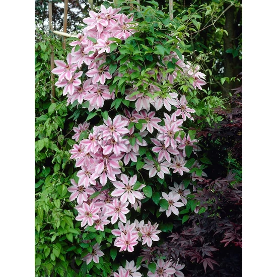 Nagyvirágú kerti iszalag - Clematis hybrid 'Nelly Moser'