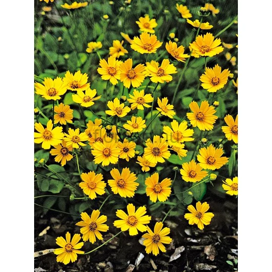 Törpe menyecskeszem - Coreopsis auriculata f. nana 'Elfin Gold'