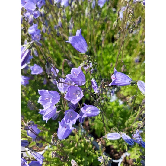Törpe harangvirág - Campanula cochleariifolia