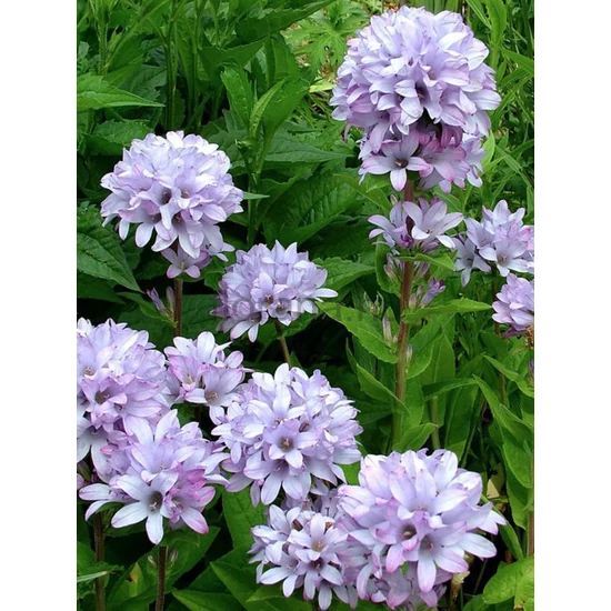 Csomós harangvirág - Campanula glomerata 'Caroline'
