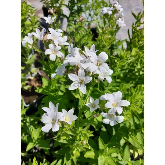 Nagytermetű harangvirág - Campanula lactiflora 'Alba'