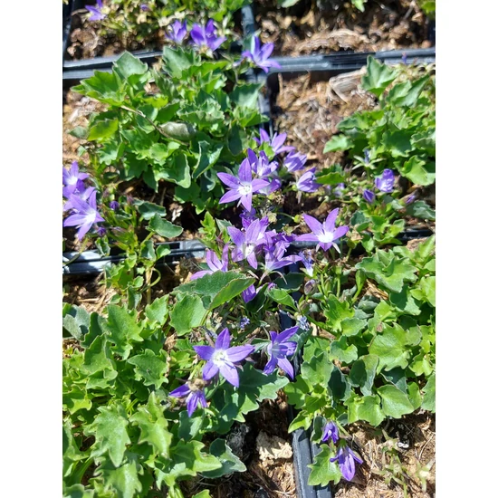 Balkáni harangvirág - Campanula poscharskyana 'Stella'