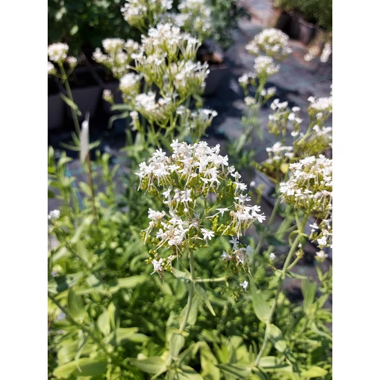 Fehér sarkantyúvirág - Centranthus ruber 'Albus'