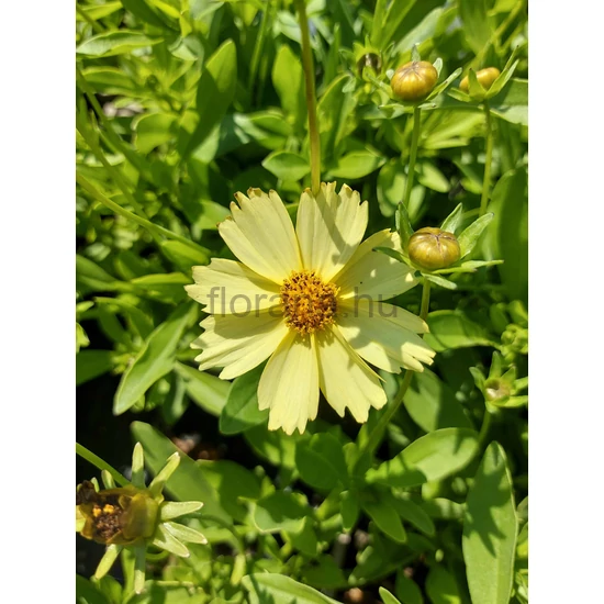 Menyecskeszem - Coreopsis grandiflora 'Solanna Glow'