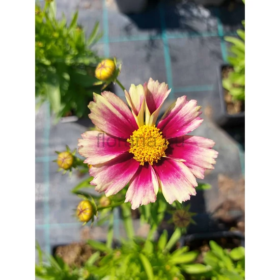 Menyecskeszem - Coreopsis grandiflora 'Sunset Burst'