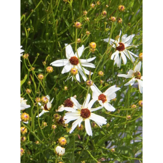 Keskenylevelű menyecskeszem - Coreopsis verticillata 'Fool's Gold'