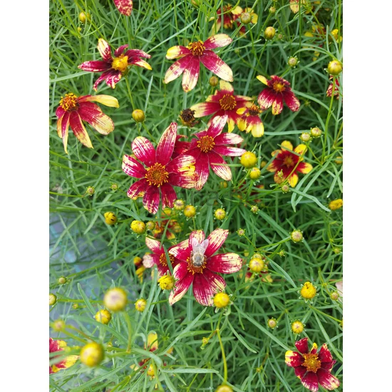 Keskenylevelű menyecskeszem - Coreopsis verticillata 'Route 66'