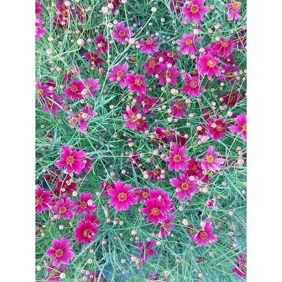 Keskenylevelű menyecskeszem - Coreopsis verticillata 'Ruby Red'