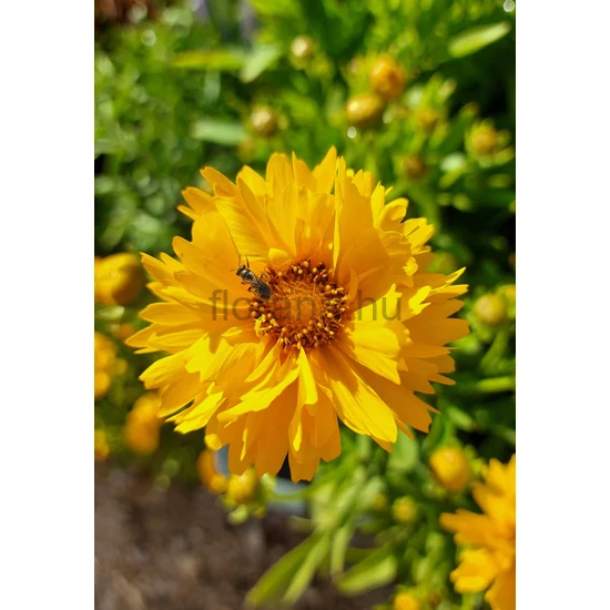 Nagyvirágú menyecskeszem - Coreopsis grandiflora 'Early Sunrise'