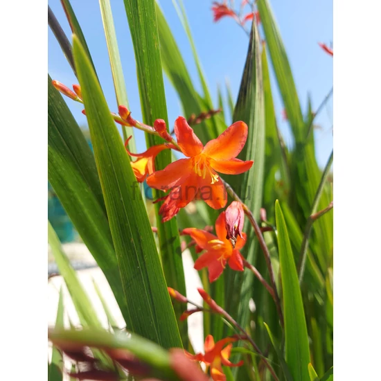 Sáfrányfű - Crocosmia 'Carmine Brillant'