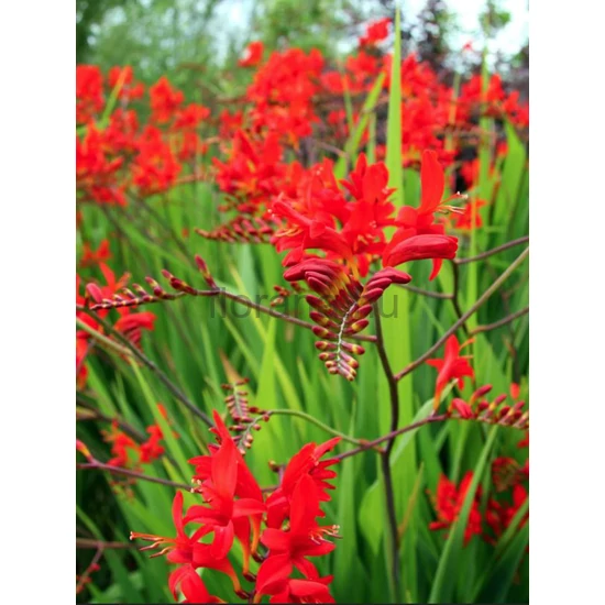 Sáfrányfű - Crocosmia 'Lucifer'