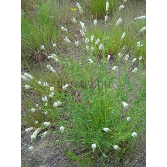 Fehér pusztai here - Dalea candidum