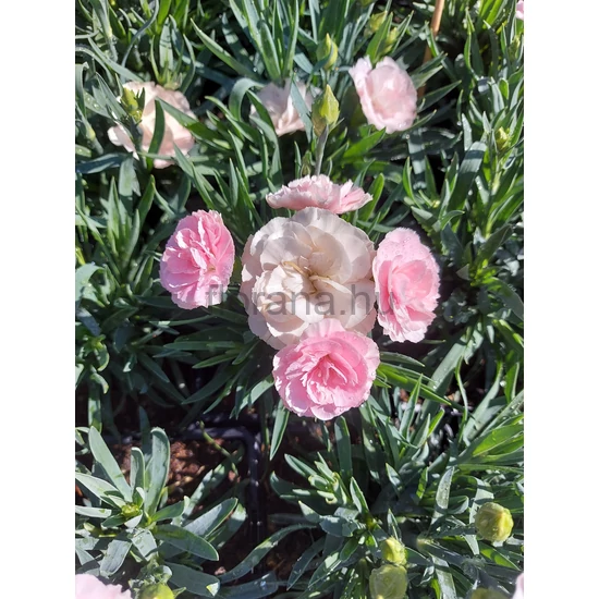 Szegfű - Dianthus caryophyllus 'SouperTrouper Pia'