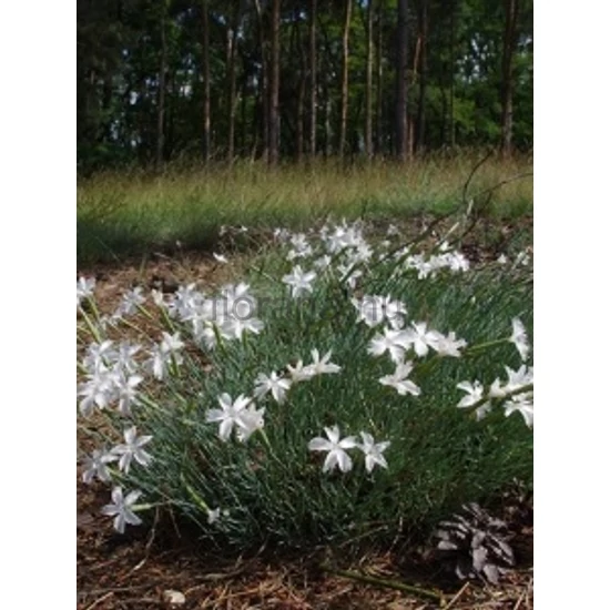 Balti szegfű - Dianthus arenarius