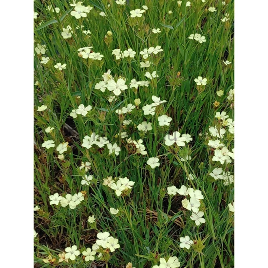 Szegfű - Dianthus knappii