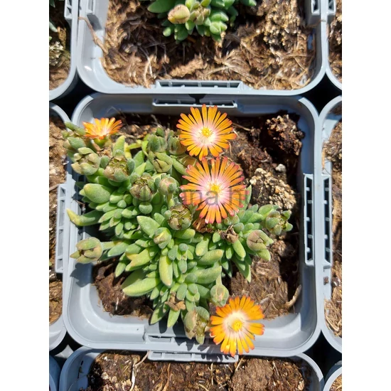 Délvirág, kristályvirág - Delosperma cooperi 'Jewel of Desert Topaz'
