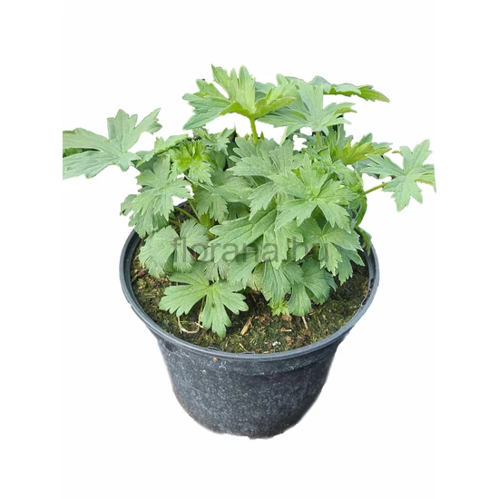 Évelő szarkaláb - Delphinium 'Magic Fountain Blue'
