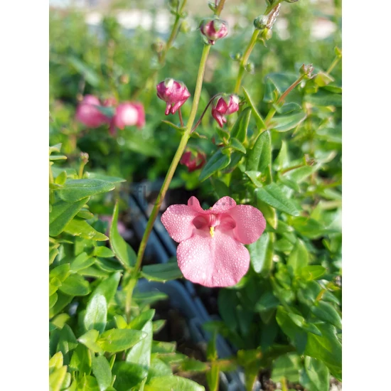 Kanálajak - Diascia barbarae