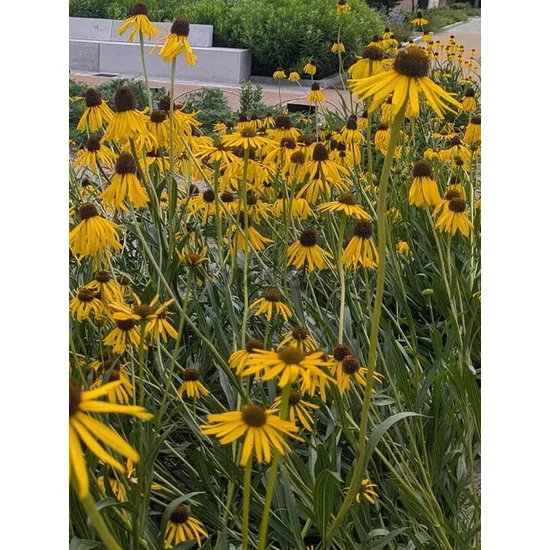 Sárga kasvirág - Echinacea paradoxa
