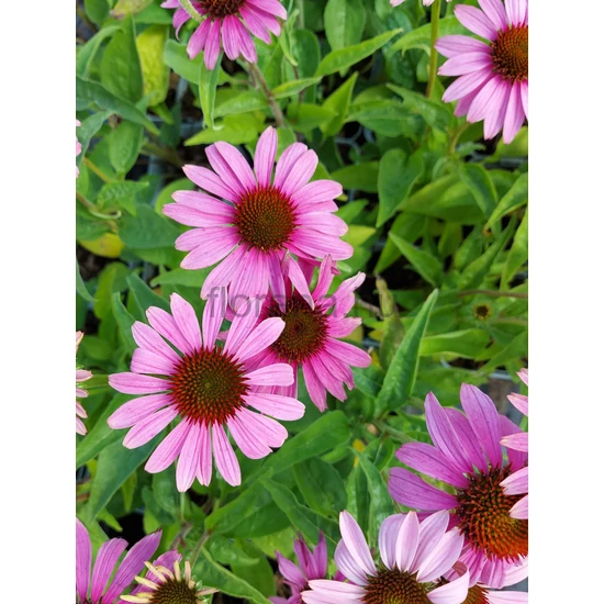 Kasvirág - Echinacea purpurea 'Deep Rose'