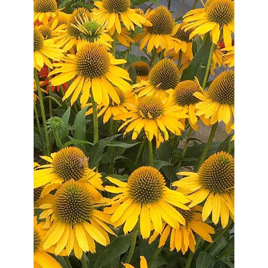 Kasvirág - Echinacea purpurea 'Golden Yellow'