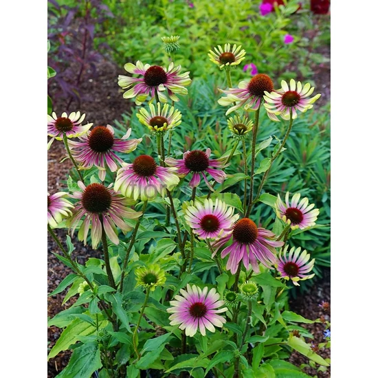 Bíbor kasvirág - Echinacea purpurea 'Green Twister'