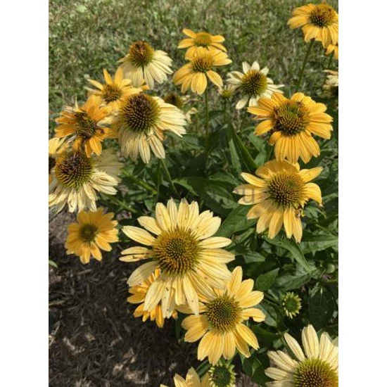Kasvirág - Echinacea purpurea 'Mellow Yellows'