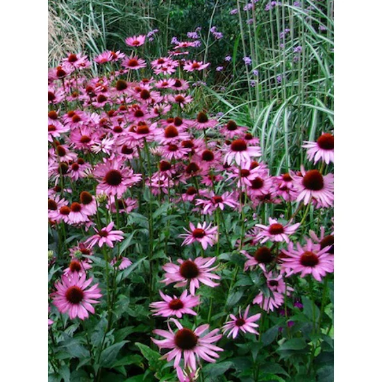 Kasvirág - Echinacea purpurea 'Rubinstern'