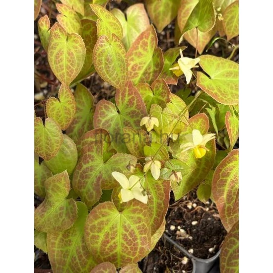 Kénsárga tündérvirág - Epimedium versicolor 'Sulphureum'