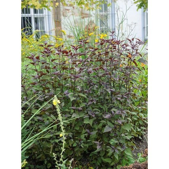 Sédkender - Eupatorium rugosum 'Chocolate'