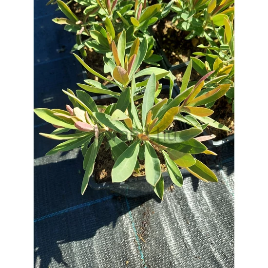 Kutyatej - Euphorbia hybrida 'Galaxy Glow'