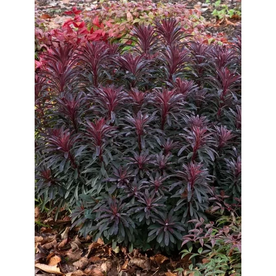 Kutyatej - Euphorbia hybrida 'Miners Merlot'