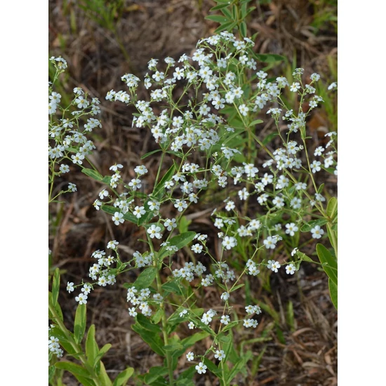 Kutyatej - Euphorbia corollata
