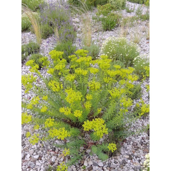 Pusztai kutyatej - Euphorbia seguieriana