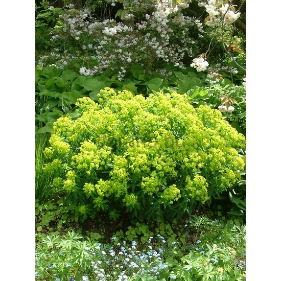 Mocsári kutyatej - Euphorbia palustris