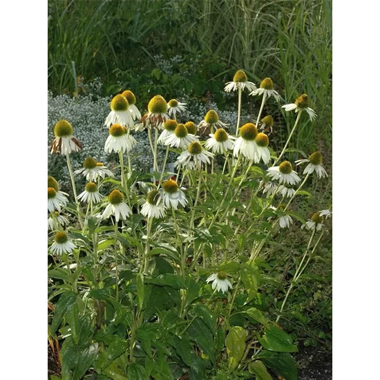 Bíbor kasvirág - Echinacea purpurea 'Alba'