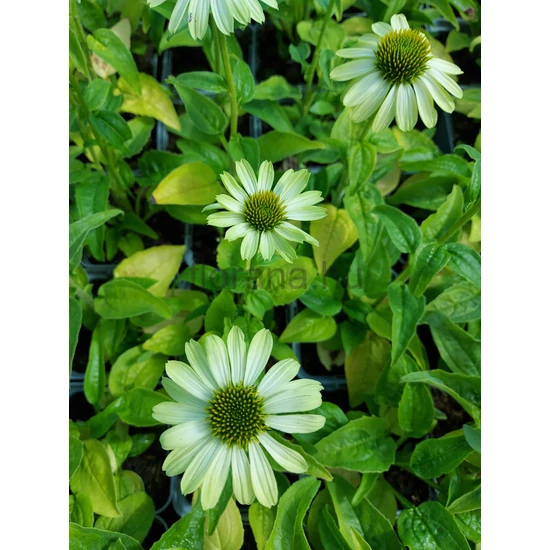 Kasvirág - Echinacea purpurea 'Alan's Pride'