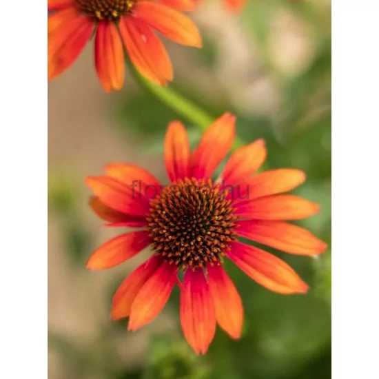 Kasvirág - Echinacea purpurea 'Orange Sunset'