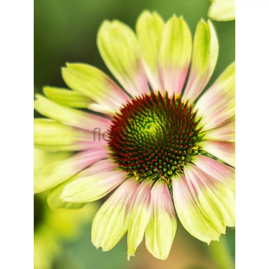 Kasvirág - Echinacea purpurea 'Vintage Lime'