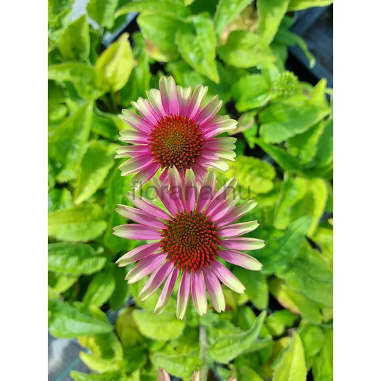 Kasvirág - Echinacea purpurea 'Vintage Lime'