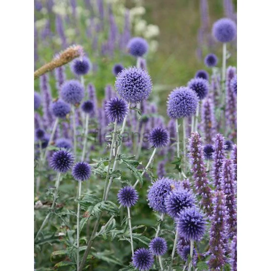 Szamárkenyér - Echinops ritro 'Platinum Blue'