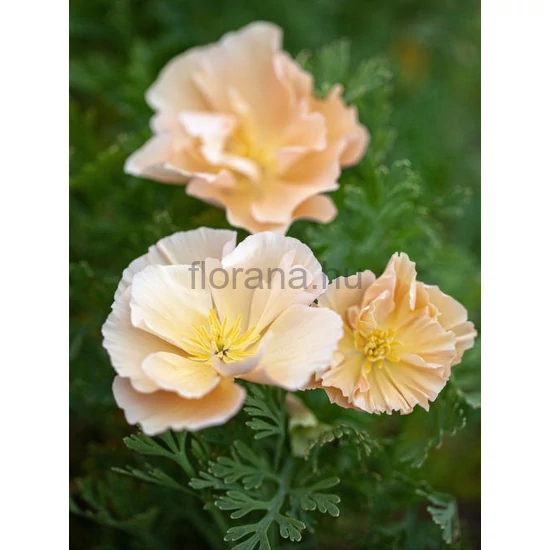 Kaliforniai kakukkmák - Eschscholzia californica 'Pink Champagne'