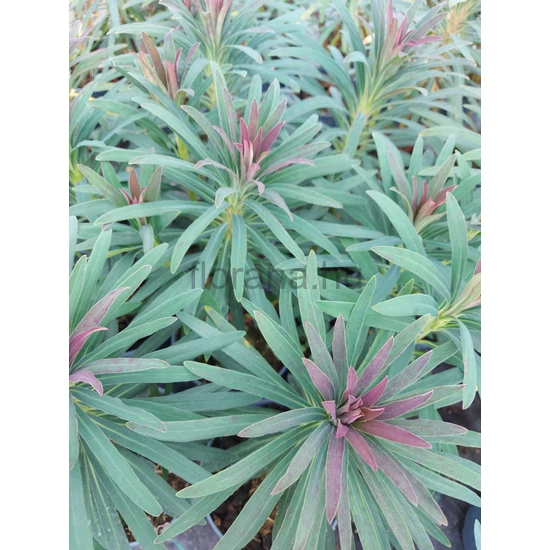 Kutyatej - Euphorbia charachias 'Purple & Gold'