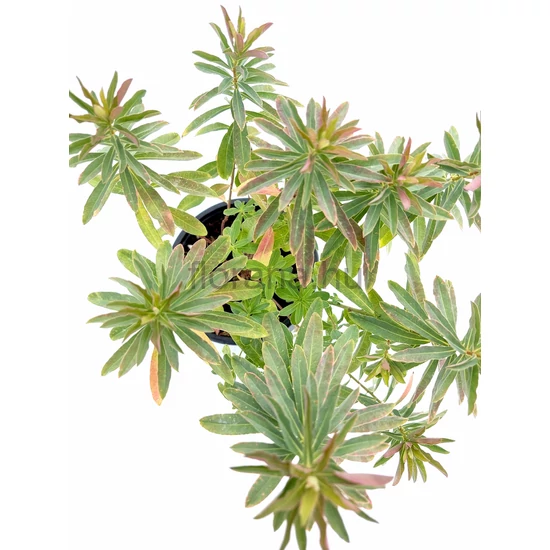 Színeváltó kutyatej - Euphorbia polychroma 'Purpurea'