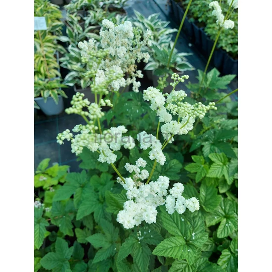Pálmalevelű legyezőfű - Filipendula palmata