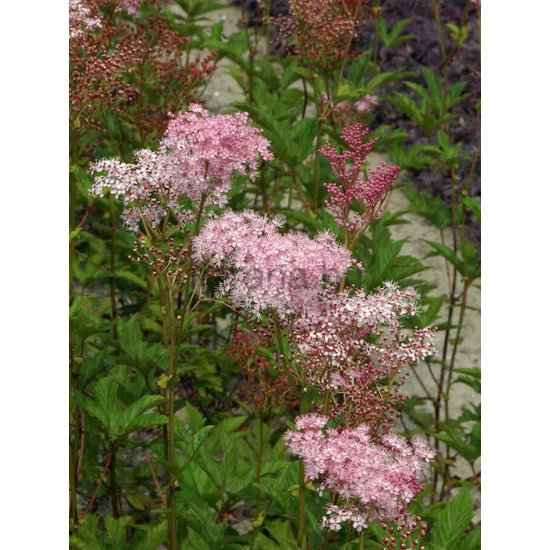 Piros legyezőfű - Filipendula purpurea 'Elegans'