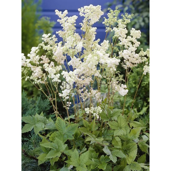 Réti legyezőfű - Filipendula ulmaria 'Plena'